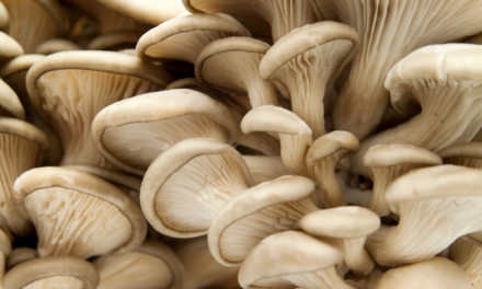 蘑菇的健康益处